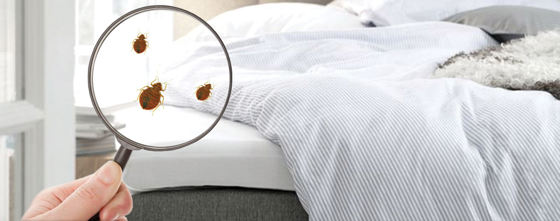 Learn how to avoid and get remove bedbugs in your home how to prevent and get rid of bedbugs