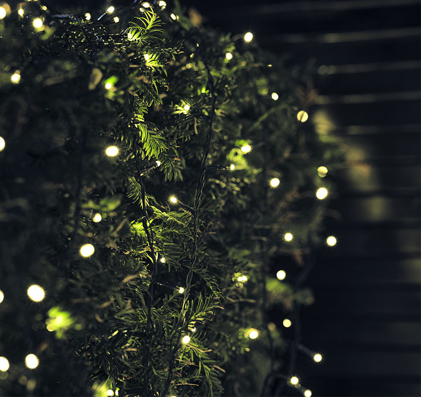 ELDE string lights come in many different number of LED lights String light on spruce branch