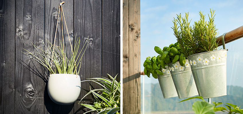 Balcony flowers, plants and hanging baskets Balcony flowers, plants and hanging baskets