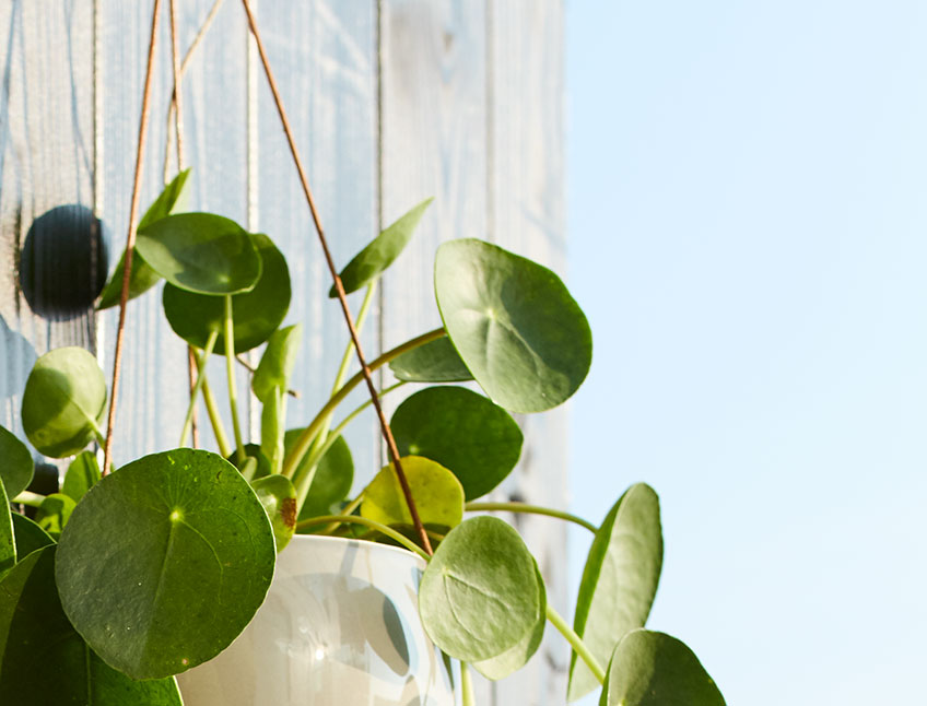Plants can help improve your indoor climate Plants can help improve your indoor climate