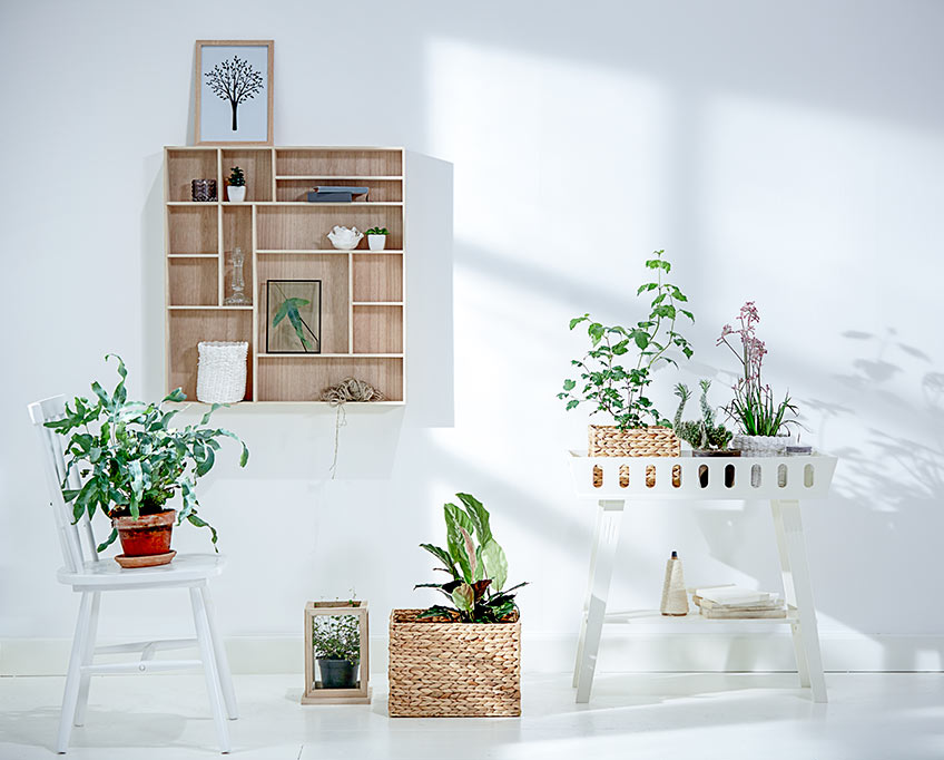 Plants are a good way of creating a Feng Shui feeling Plants are a good way of creating a Feng Shui feeling