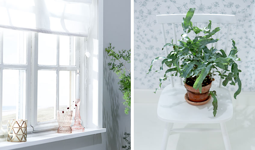 Plants and natural accessories from JYSK Plants and natural accessories from JYSK