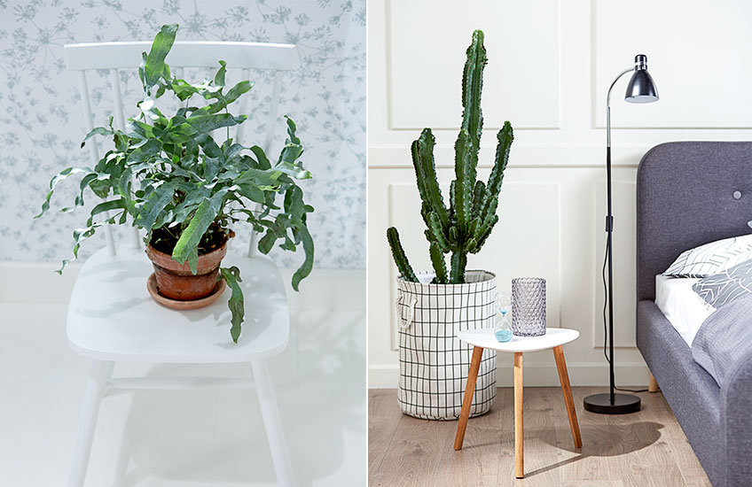 Large potted plants from JYSK Large potted plants from JYSK